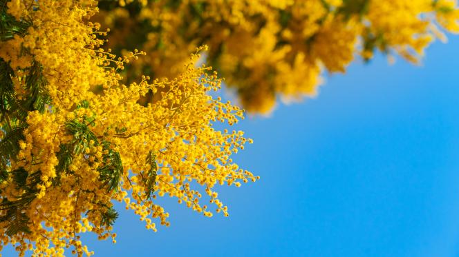 mimosa et ciel bleu