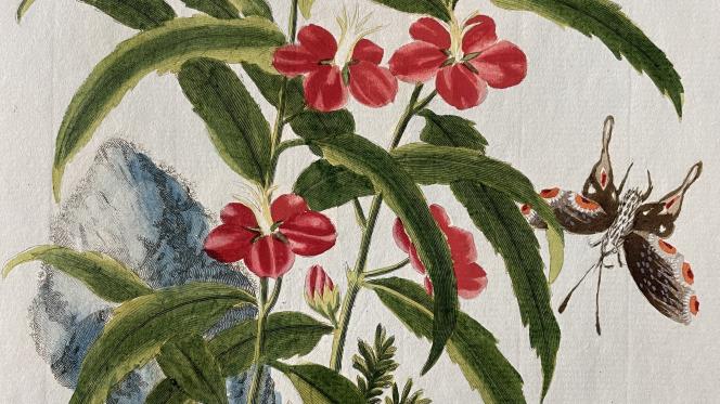 Détail de l'ouvrage de Buc'hoz sur les fleurs de Chine
