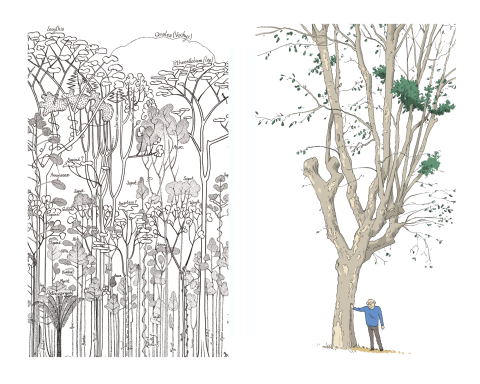 Visuel de Francis Hallé et Nicoby 